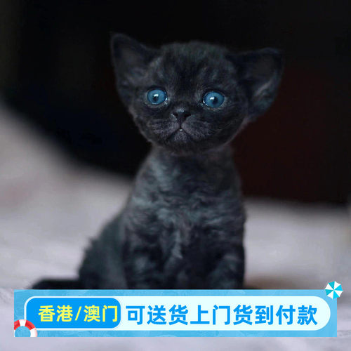 德文卷毛猫幼猫香港活体猫咪虎斑黑白开脸不掉毛高智商活物猫幼崽