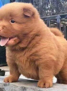 潮汕五红犬五黑犬活体幼犬狗崽狗狗虎斑红色土狗看家护院犬短毛犬