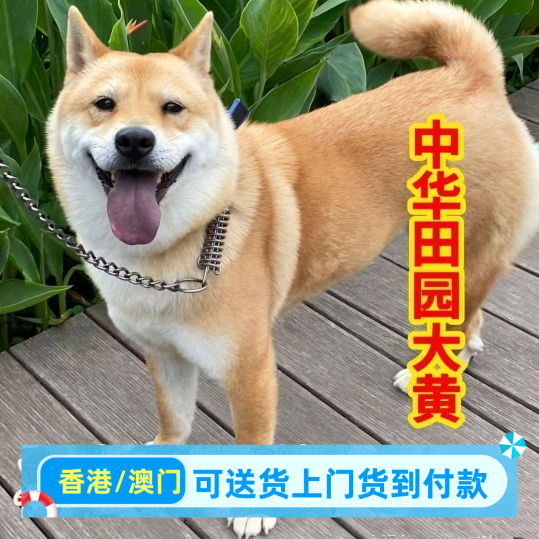 中华田园犬看家护院大黄狗幼犬2个月黄狗白面正宗小土狗小狗图片