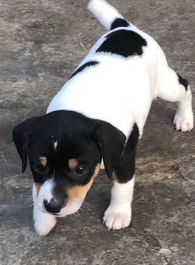 太仓犬幼犬活体太仓宠物狗狗家养猎犬太仓小狗幼崽活体狗狗混血犬