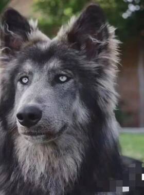 蓝湾牧羊犬正宗稀有中华狗狗活物狗狩猎犬大型犬幼犬狗狗长毛狗狗