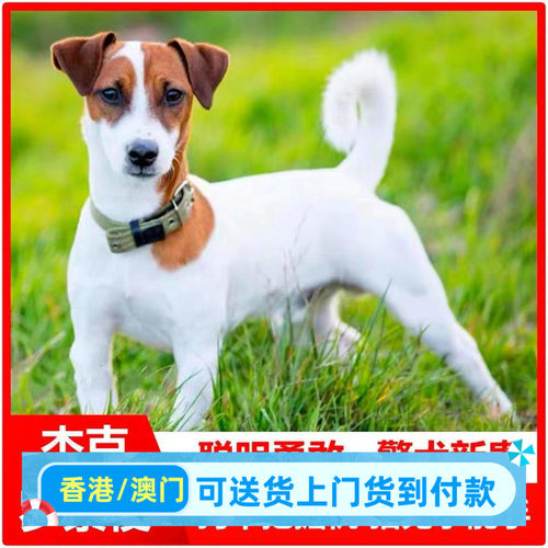 精品杰克罗素梗犬幼犬户外小型狩猎洞穴猎狗猎狐犬不掉毛短毛庭院