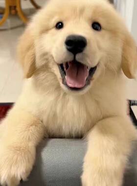金毛犬便宜活物宠物狗小金毛金毛枫叶红沙滩色活泼可爱金毛幼犬