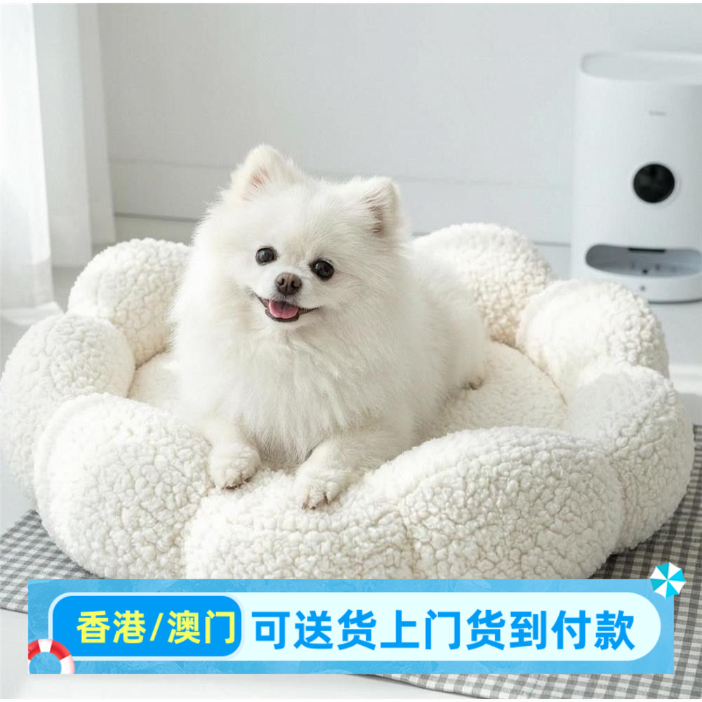 苏州本地纯种博美幼犬活图片