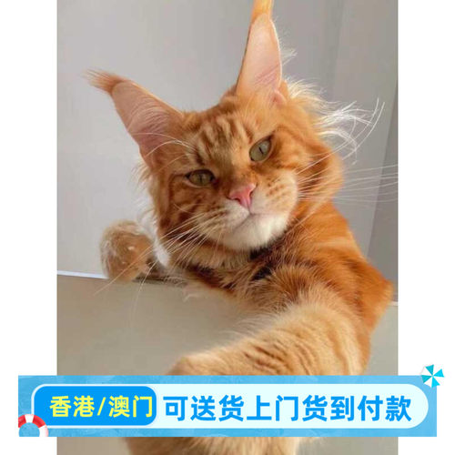 三亚/实体门店/香港俄罗斯红虎斑缅因猫幼猫大脚银虎缅因巨型猫烟