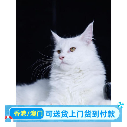襄阳/繁育直售/长毛猫白色缅因猫大体猫巨型俄罗斯缅因猫幼猫妹妹