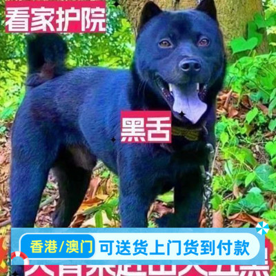 五黑犬黑狗虎头纯黑中华田园犬幼犬活物广西土猎犬狗短毛黑土小狗