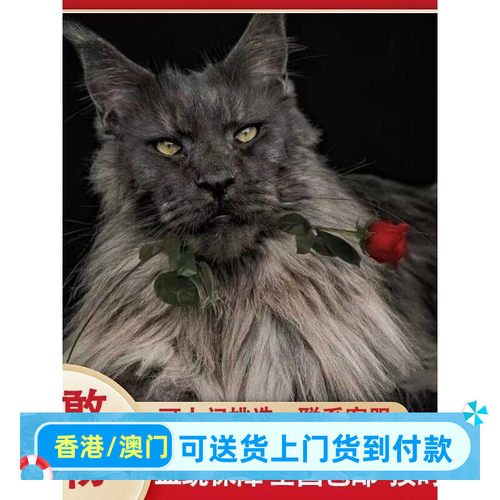 常州/实体门店/香港缅因猫幼猫赛级双血统烟灰银虎斑纯白异瞳巨型