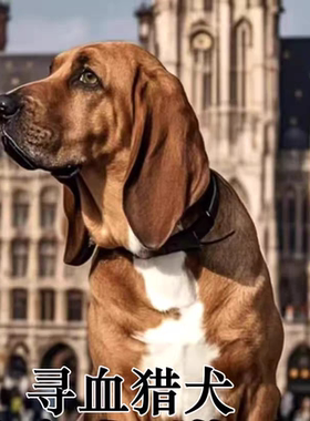 寻血猎犬活体嗜血犬幼犬猛犬猎狗嗅觉犬大型巨型伴侣犬活体寻血犬