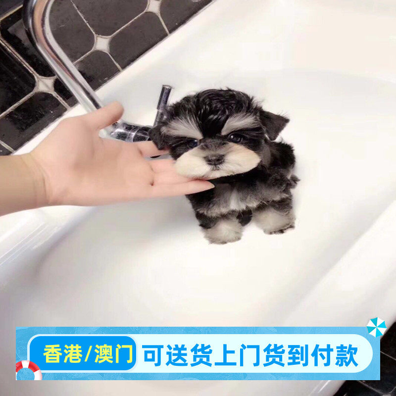 广东本地出售香港雪纳瑞犬幼犬活狗狗