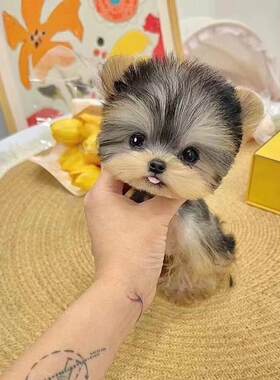 香港茶杯体约克夏幼犬狗狗家庭双血统幼崽金头银背小体约克夏金色