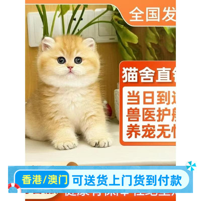 南通/实体门店/香港英短金渐层幼猫银渐层蓝金渐层幼崽曼基康矮脚