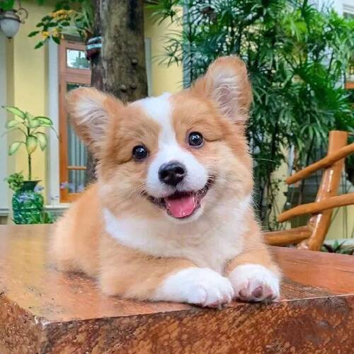 西安本地犬舍出售香港柯基犬幼犬双色威尔士三色长毛柯基宠物狗狗
