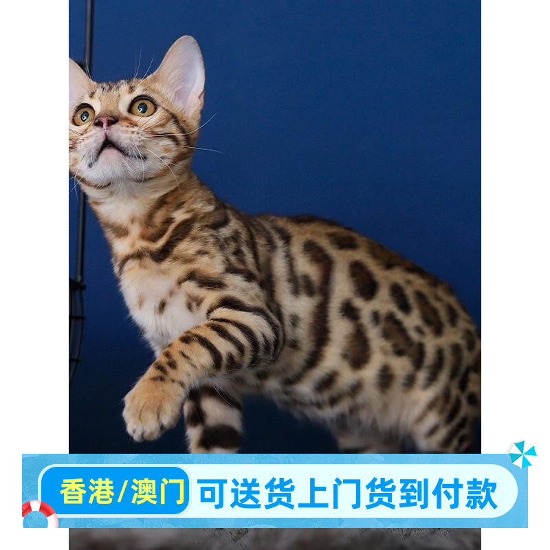 孟加拉豹猫香港猫咪活物黄金豹子猫咪