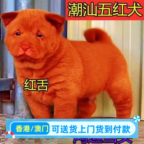 潮汕五红犬活体幼犬狗崽赶山犬狩猎犬土狗土猎犬中华田园犬混血犬