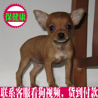 出售纯种小鹿犬幼犬/迷你杜宾犬 幼犬高品质小鹿犬活体宠物狗狗