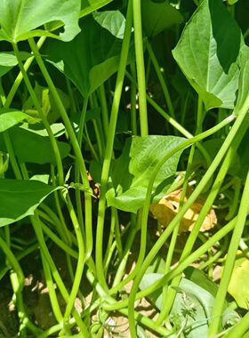 红薯梗新鲜湖南农家自种新鲜红薯杆地瓜梗红苕梗茎番薯藤现摘包邮