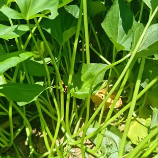 红薯梗新鲜湖南农家自种新鲜红薯杆地瓜梗红苕梗茎番薯藤现摘包邮