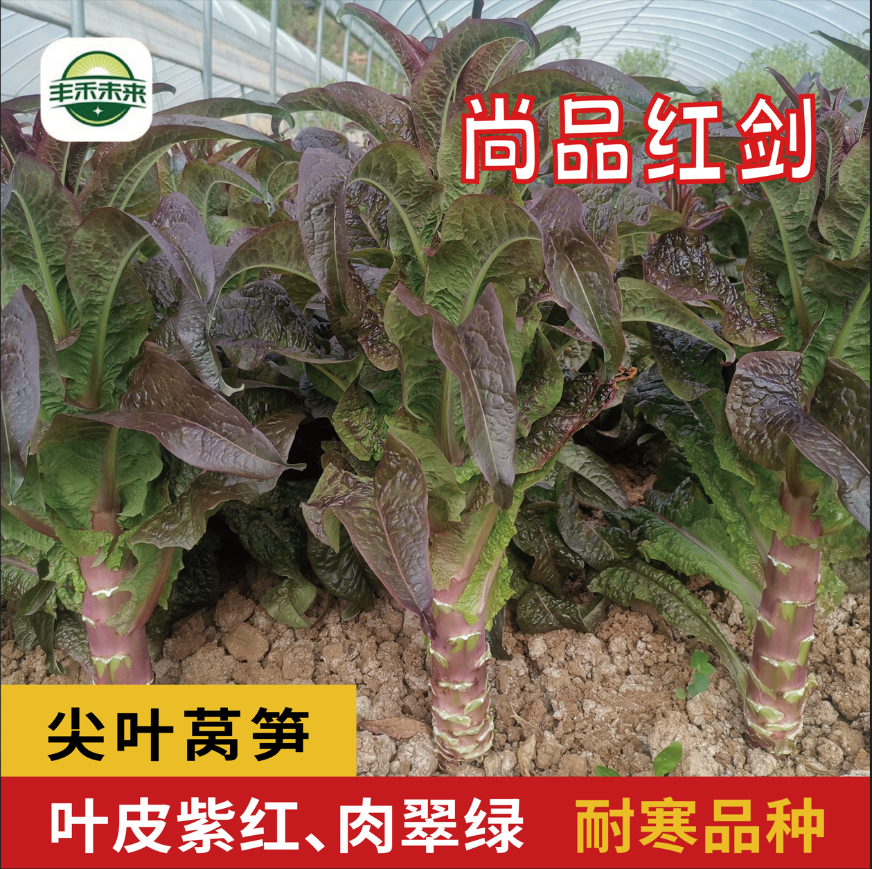 四季红莴笋种子耐寒耐寒