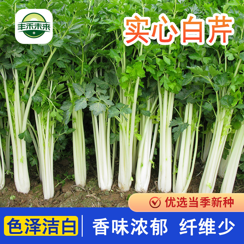 芹菜种子四季实心白芹菜种籽子