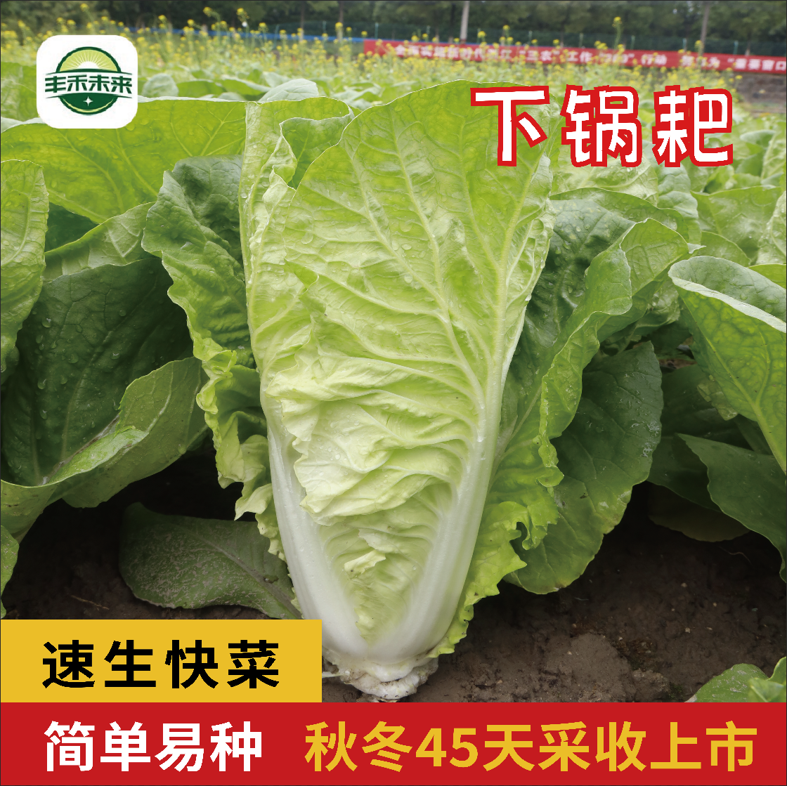 下锅耙四季奶油快菜种子