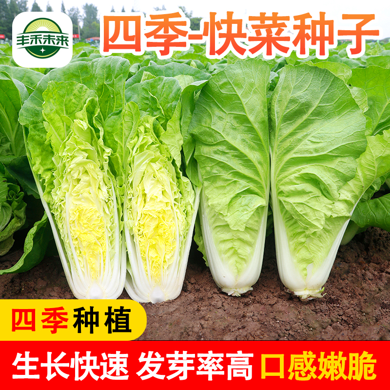 四季奶油快菜种子速生小白菜耐寒早熟大白菜菜园阳台秋播种子大全