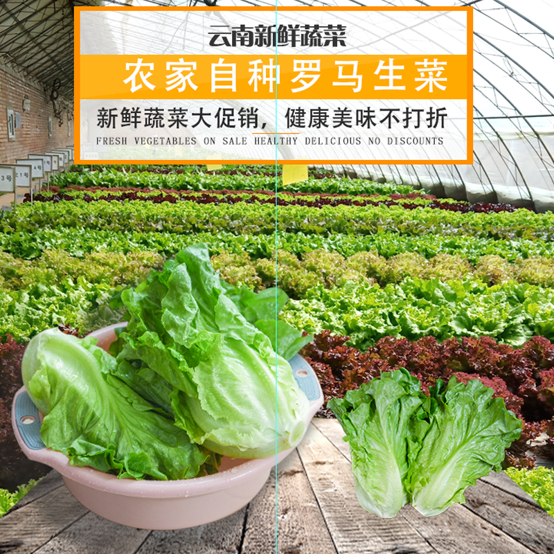 食用新鲜奶油生菜大利罗马当季食用新鲜健康蔬菜农场现摘现发,水产肉类/新鲜蔬果/熟食,叶菜类,淘宝优惠券,粉丝福利购,淘宝优惠卷