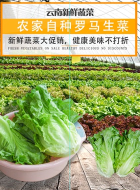 食用新鲜奶油生菜大利罗马当季食用新鲜健康蔬菜农场现摘现发