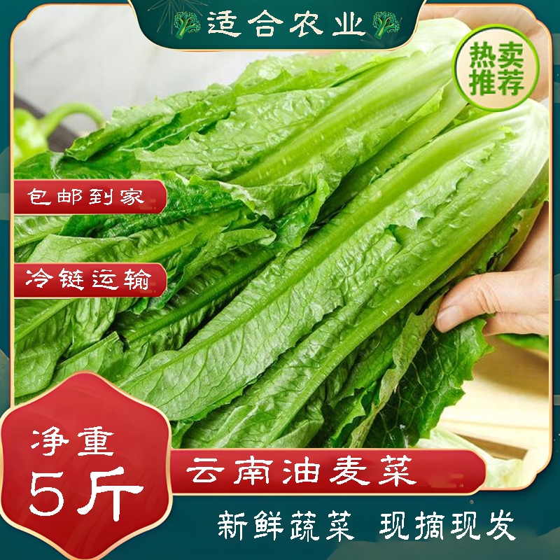 云南新鲜油麦菜新鲜蔬菜当季时令火锅青菜一整箱价格便宜数量多多