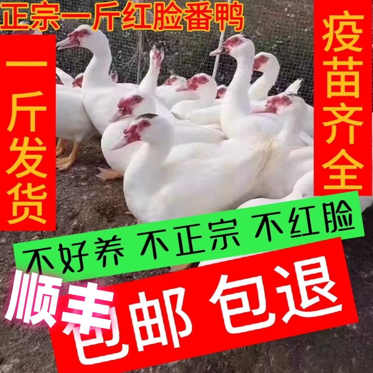 一斤正宗白番鸳鸯大种西洋黑番旱鸭红脸现货鸭子散养鸭