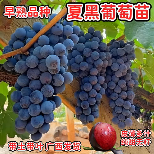 夏黑无核葡萄苗早熟耐寒庭院爬藤