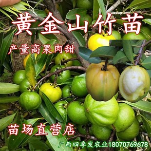 正宗广西岭南山竹苗黄金山竹苗山竹树苗当年结果蜜甜庭院盆栽地栽
