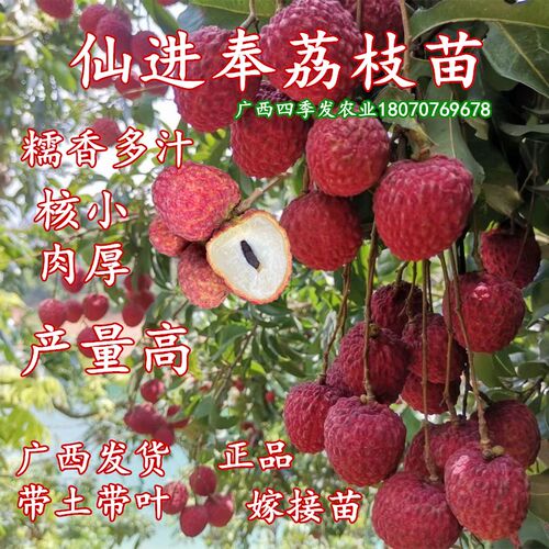 仙进奉荔枝常绿果树苗核小肉厚