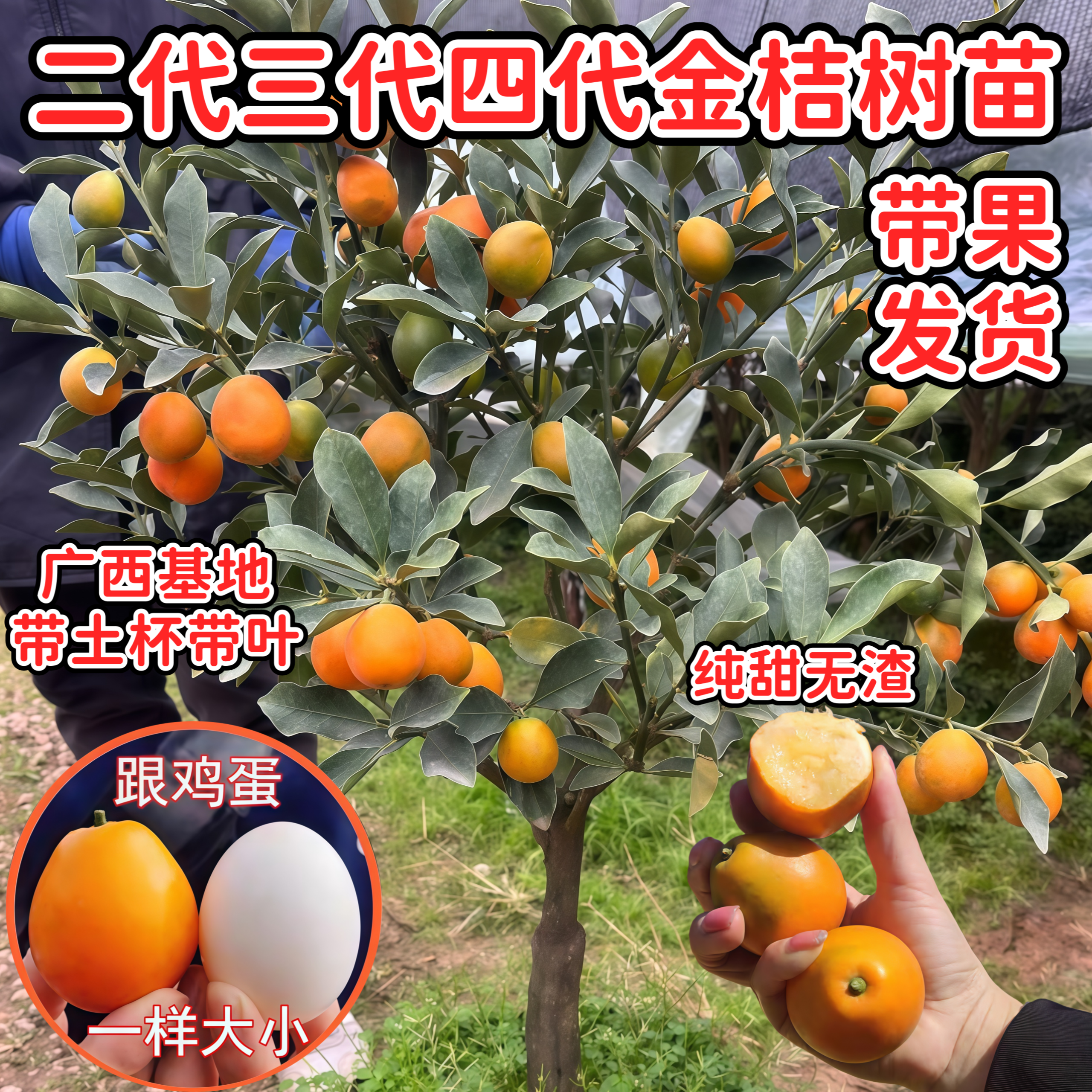 广西基地金桔树苗二代三代四代脆蜜金桔苗南北方阳台庭院盆栽地栽,鲜花速递/花卉仿真/绿植园艺,果树,淘宝优惠券,粉丝福利购,淘宝优惠卷