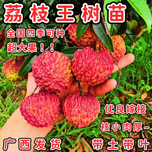 荔枝王嫁接果树苗盆栽地栽荔枝苗