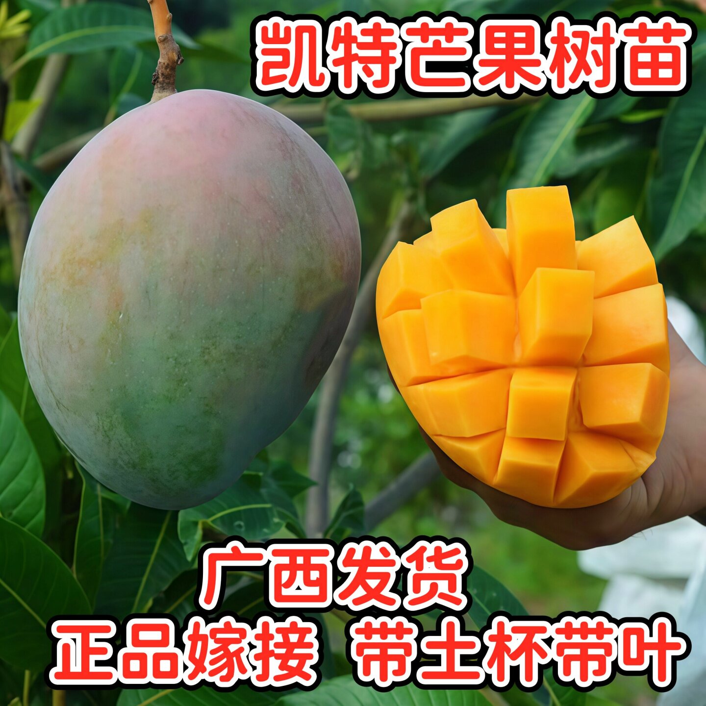 四川攀枝花凯特芒果苗正宗嫁接芒果树苗巨无霸大芒果树苗盆栽带土