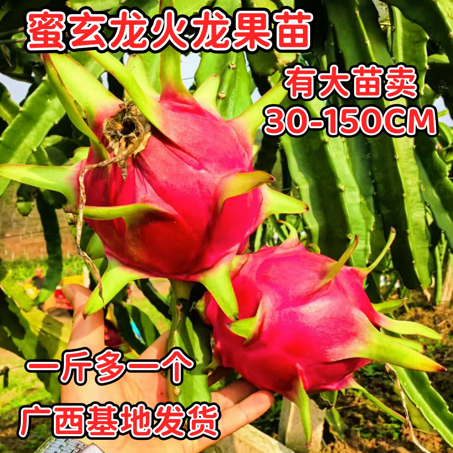 火龙果树苗蜜玄龙红心火龙果苗四季结果阳台庭院盆栽地栽火龙果苗