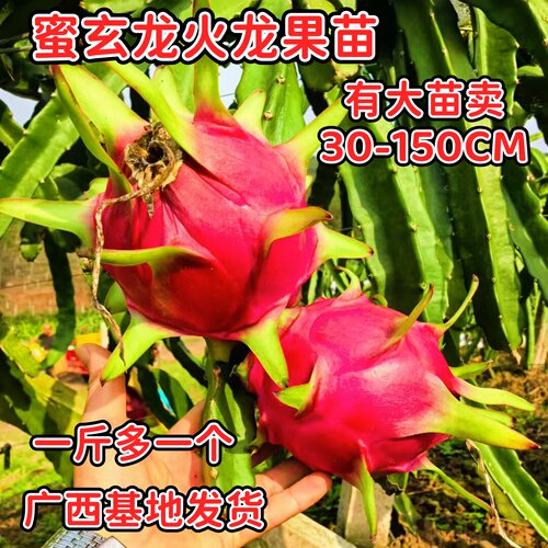 蜜玄龙红心火龙果苗四季结果特大
