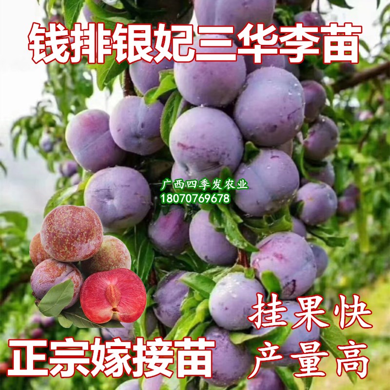 钱排银妃三华李子树苗特大多汁红色三华李苗当年结果南方盆栽地栽