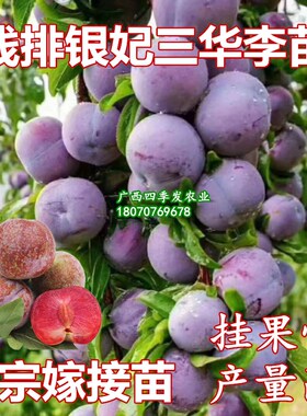 钱排银妃三华李子树苗特大多汁红色三华李苗当年结果南方盆栽地栽