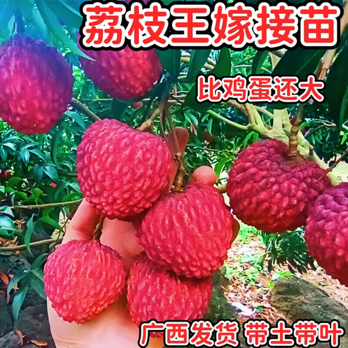 荔枝王嫁接苗盆栽果树苗清甜不腻