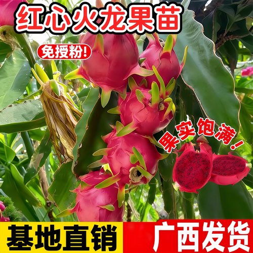 红心火龙果苗四季结果阳台盆栽