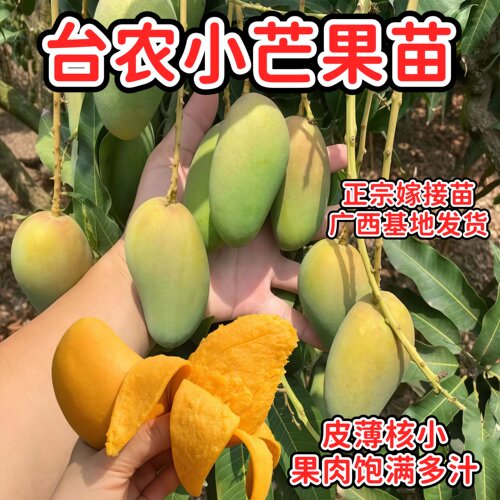 海南小台农芒果苗嫁接当年结果树