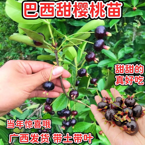 巴西樱桃苗当年高产盆栽地栽