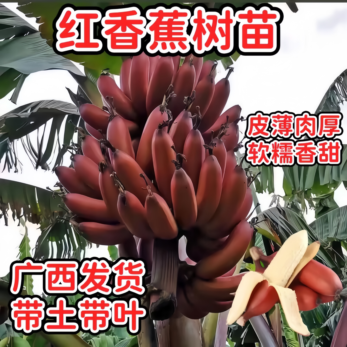广西红香蕉苗红美人香蕉苗矮化红香蕉苗树苗南方盆栽地栽带土带叶