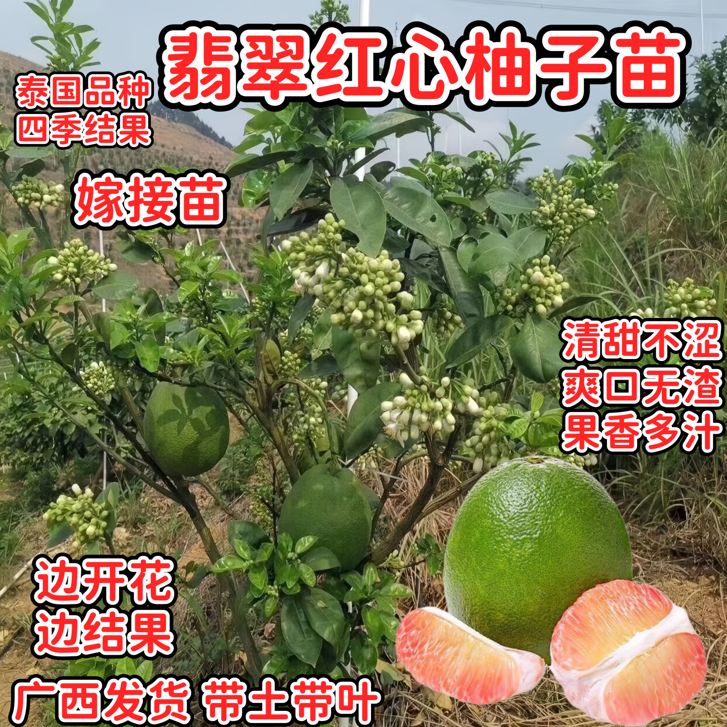 翡翠红心柚子苗嫁接四季青皮柚子树苗当年结果庭院盆栽带土带叶发