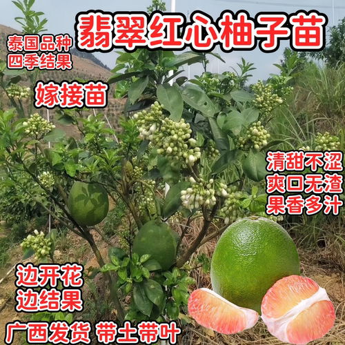 当年结果翡翠红心青柚苗四季蜜甜