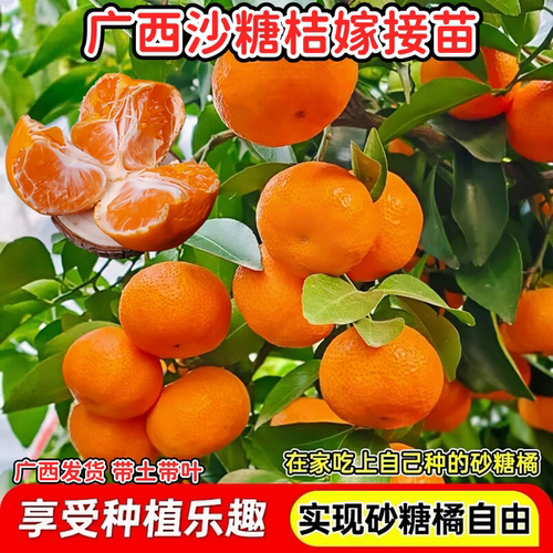 广西早熟砂糖橘苗嫁接沙糖桔树苗
