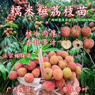糯米糍荔枝树苗鸡蛋大香甜多汁核小南北方庭院阳台盆栽地栽果树苗