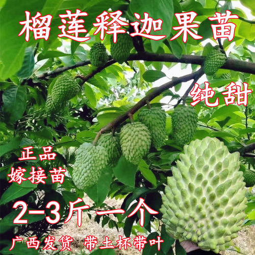 榴莲释迦果苗嫁接带土杯带叶盆栽